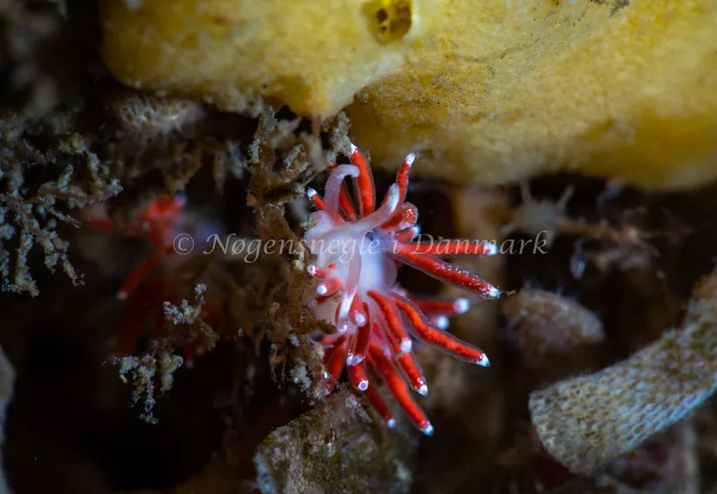 Microchlamylla gracilis - Ammoniakhavnen - Foto: Tina Hindal