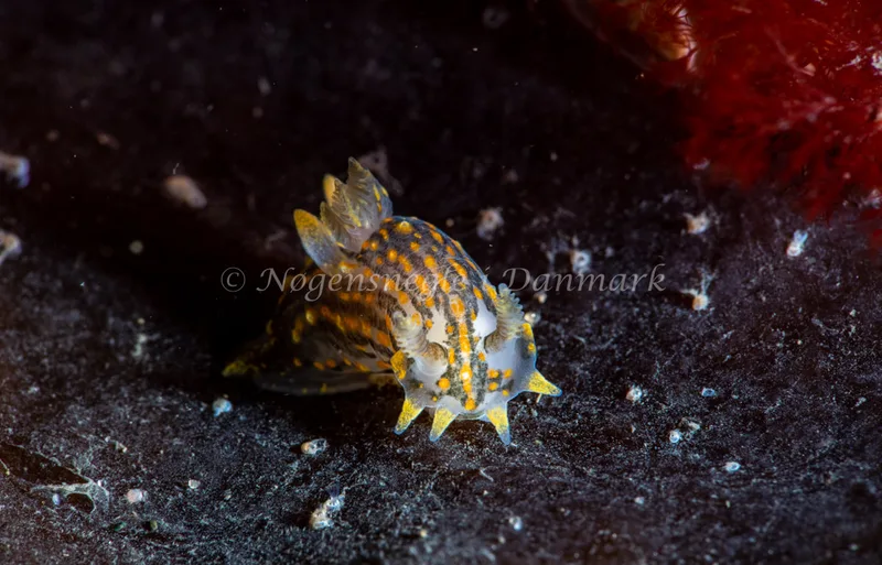 Polycera quadrilineata - Ammoniakhavnen - Foto: Tina Hindal