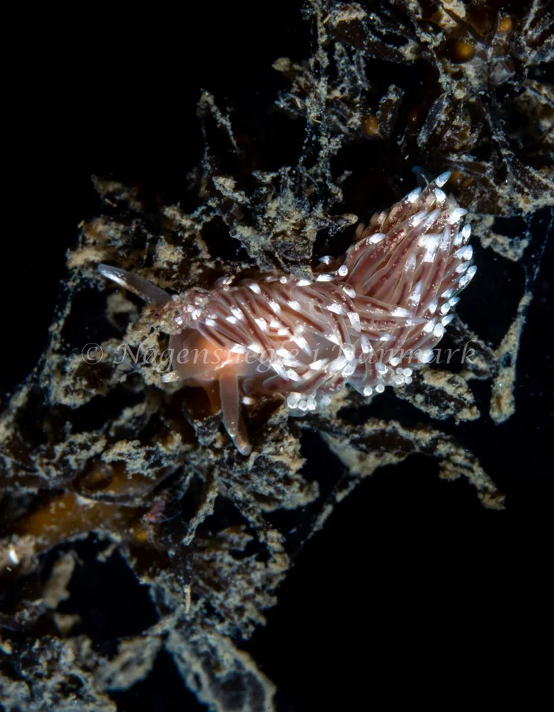 Facelina bostoniensis - Ammoniakhavnen - Foto: Tina Hindal
