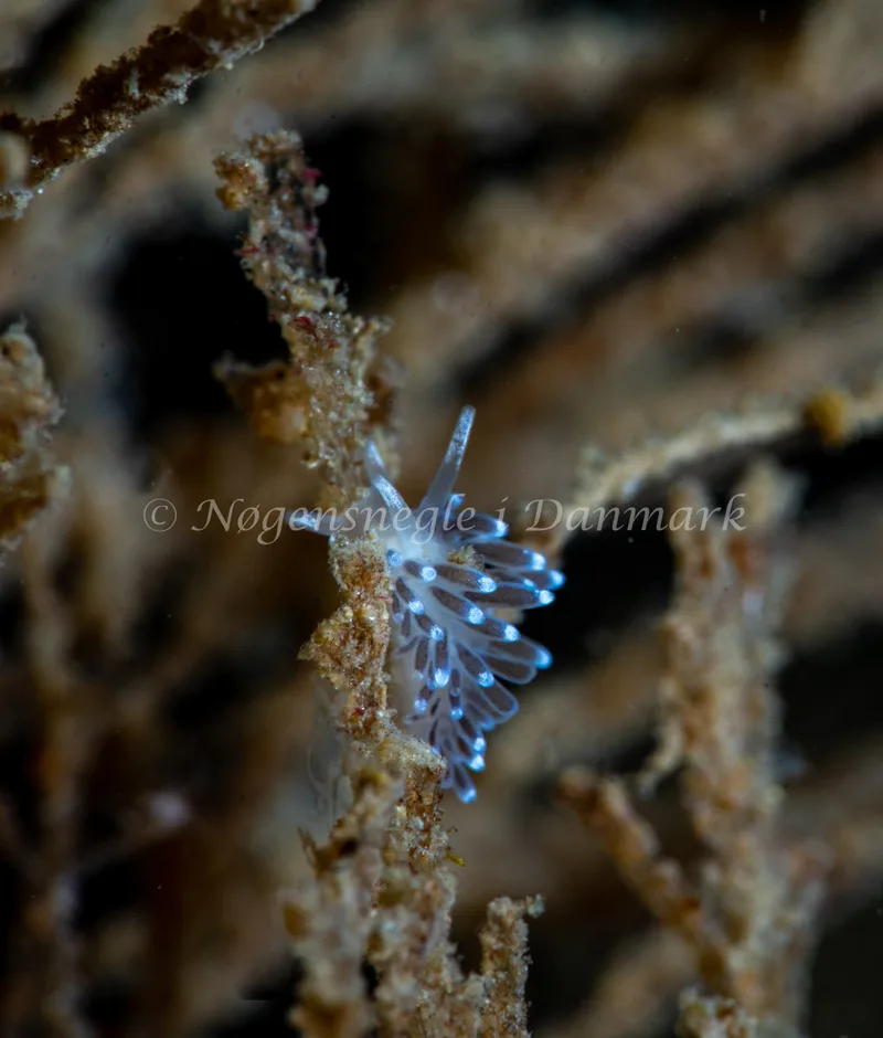 Cuthonella concinna - Ammoniakhavnen - Foto: Tina Hindal