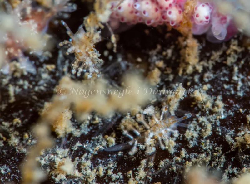 Eubranchus exiguus - Ammoniakhavnen - Foto: Tina Hindal