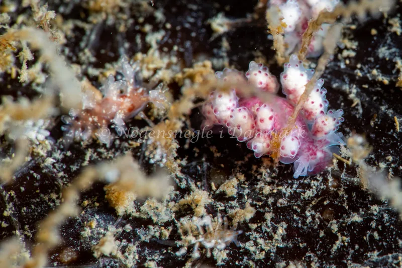 Dendronotus frondosus (+Doto corona) - Ammoniakhavnen - Foto: Tina Hindal