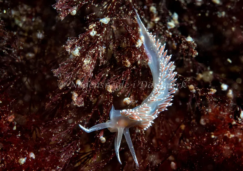 Coryphella verrucosa - Ammoniakhavnen - Foto: Tina Hindal