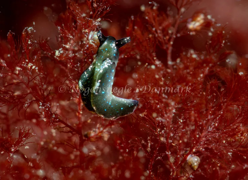 Elysia viridis - Ammoniakhavnen - Foto: Tina Hindal