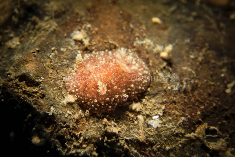 Acanthodoris pilosa - Lyngsbo Strand - Foto: Klaus Kevin Kristensen