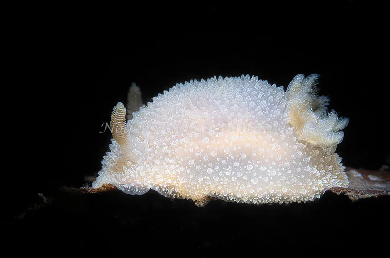 Acanthodoris pilosa - Natomolen, Femmøller Strand - Foto: Henrik Obsen