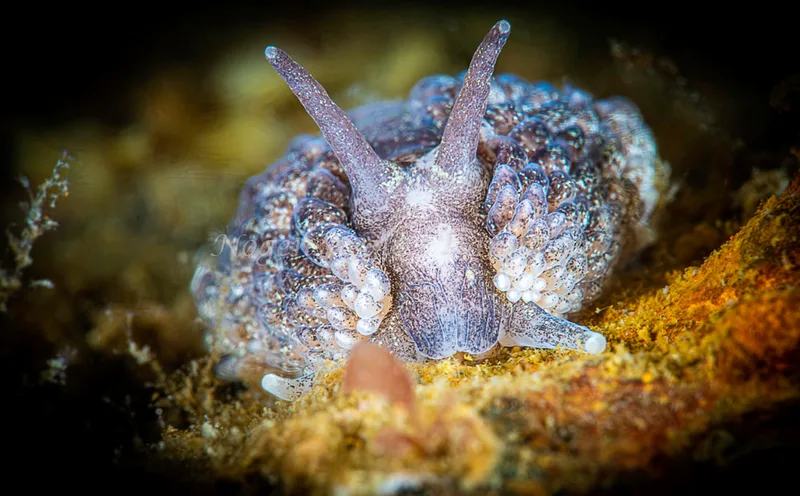 Aeolidia papillosa - Prammen, Aarhusbugten (Vrag) - Foto: Henrik Obsen
