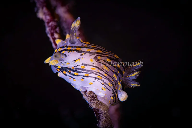 Polycera quadrilineata- Prammen ved Grenå (Vrag) - Foto: Henrik Obsen