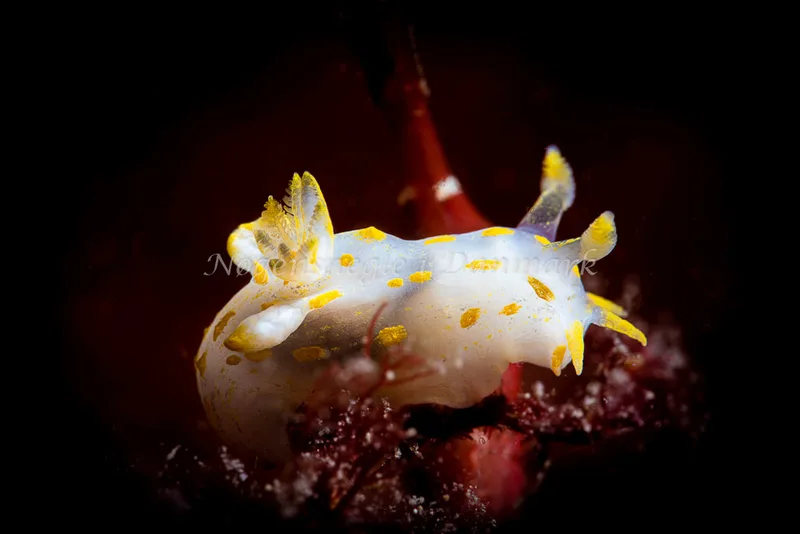 Polycera quadrilineata- Prammen ved Grenå (Vrag) - Foto: Henrik Obsen