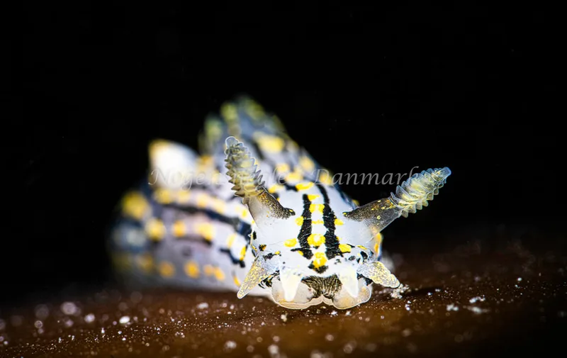 Polycera quadrilineata- Prammen ved Grenå (Vrag) - Foto: Henrik Obsen