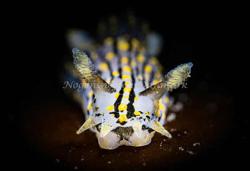 Polycera quadrilineata- Prammen ved Grenå (Vrag) - Foto: Henrik Obsen