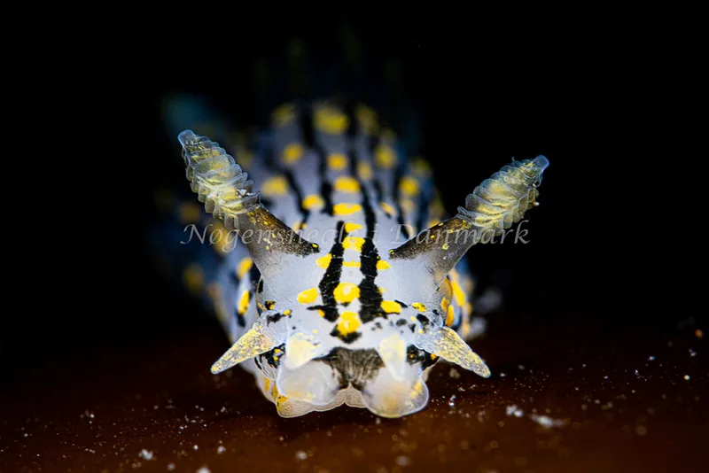 Polycera quadrilineata- Prammen ved Grenå (Vrag) - Foto: Henrik Obsen