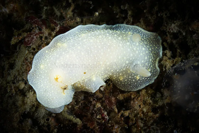 Cadlina laevis- Prammen ved Grenå (Vrag) - Foto: Henrik Obsen