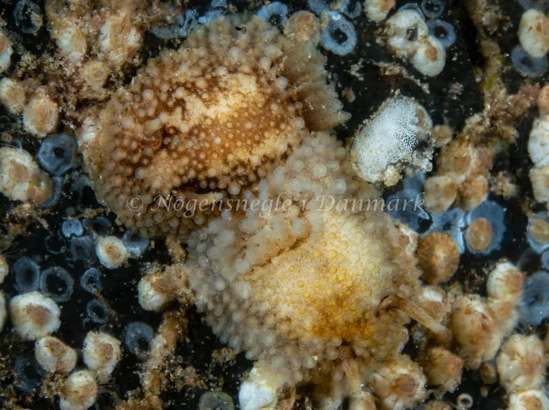 Onchidoris bilamellata - Natomolen, Femmøller Strand - Foto: Tina Hindal