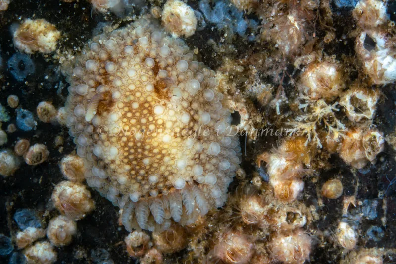 Onchidoris bilamellata - Natomolen, Femmøller Strand - Foto: Tina Hindal
