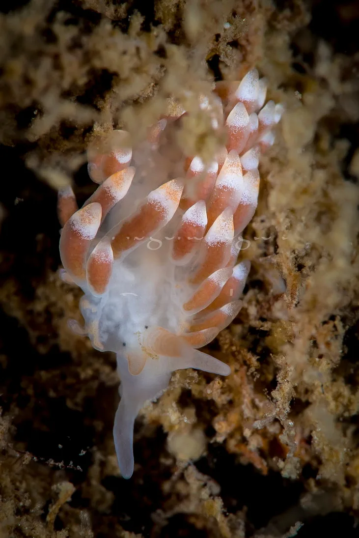 Catriona aurantia - Trykkerdammen, Øresund - Foto: Henrik Gram