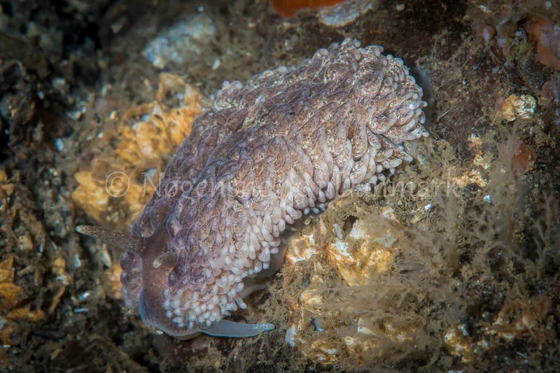 Aeolidia papillosa - Søbadet, Lillebælt - Foto_ Henrik Gram
