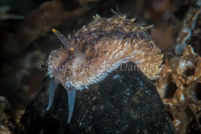 Aeolidia papillosa - Søbadet, Lillebælt - Foto_ Henrik Gram