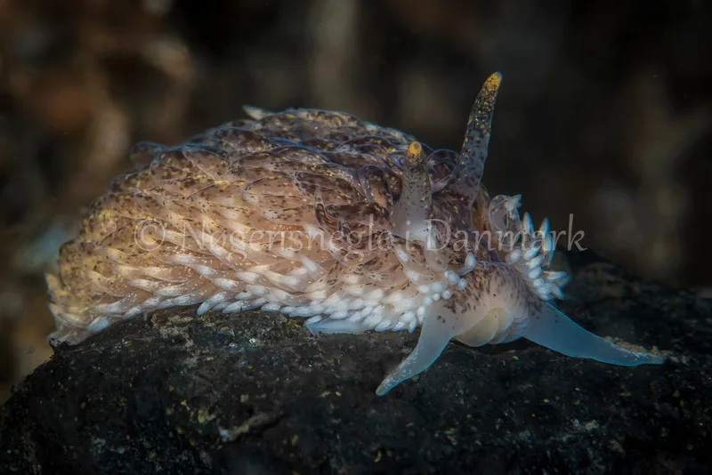 Aeolidia papillosa - Søbadet, Lillebælt - Foto_ Henrik Gram
