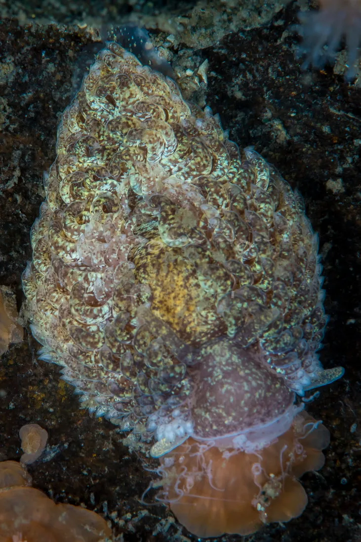 Aeolidia papillosa - Søbadet, Lillebælt - Foto_ Henrik Gram