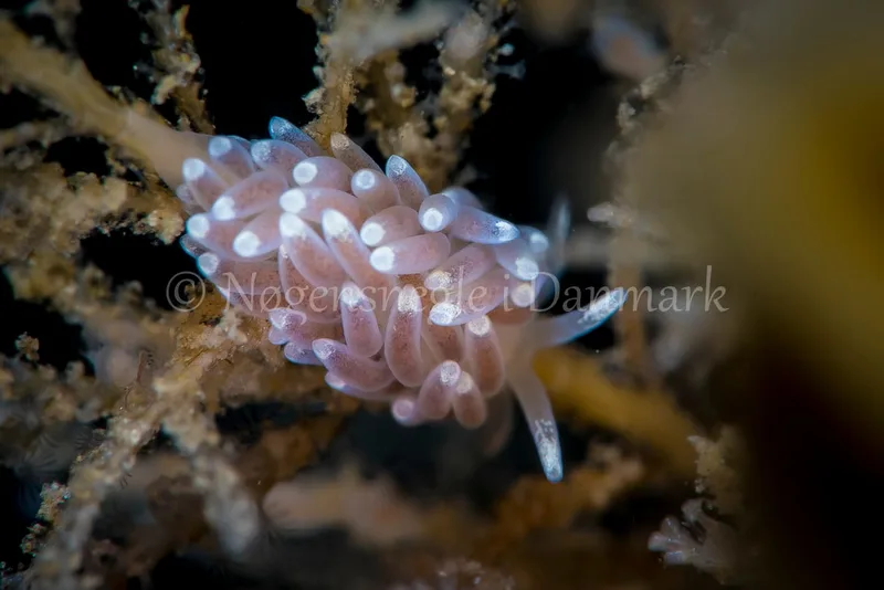 Cuthonella concinna - Strib Havn, Lillebælt - Foto_ Henrik Gram