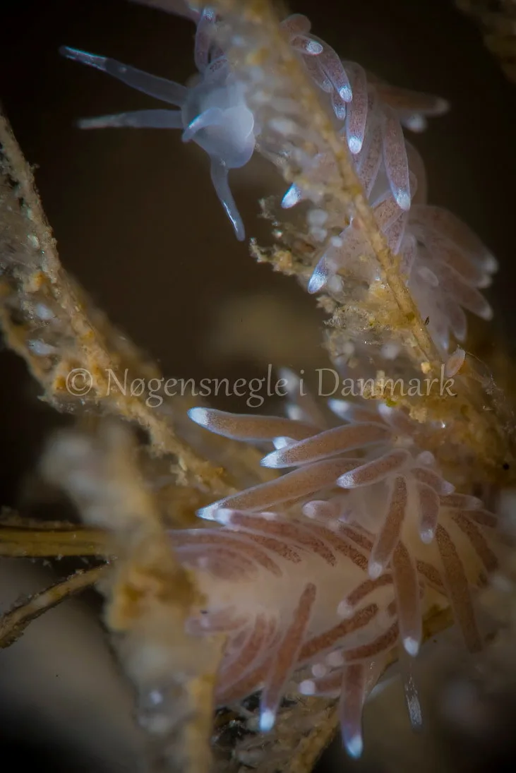 Cuthonella concinna - Strib Havn, Lillebælt - Foto_ Henrik Gram