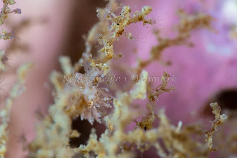 Amphorina viriola - Lyngsbo Strand - Foto: Tina Hindal