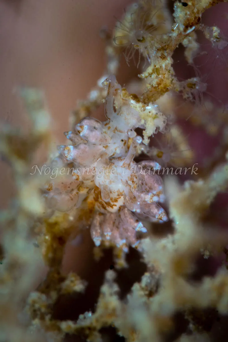 Amphorina viriola - Lyngsbo Strand - Foto: Tina Hindal