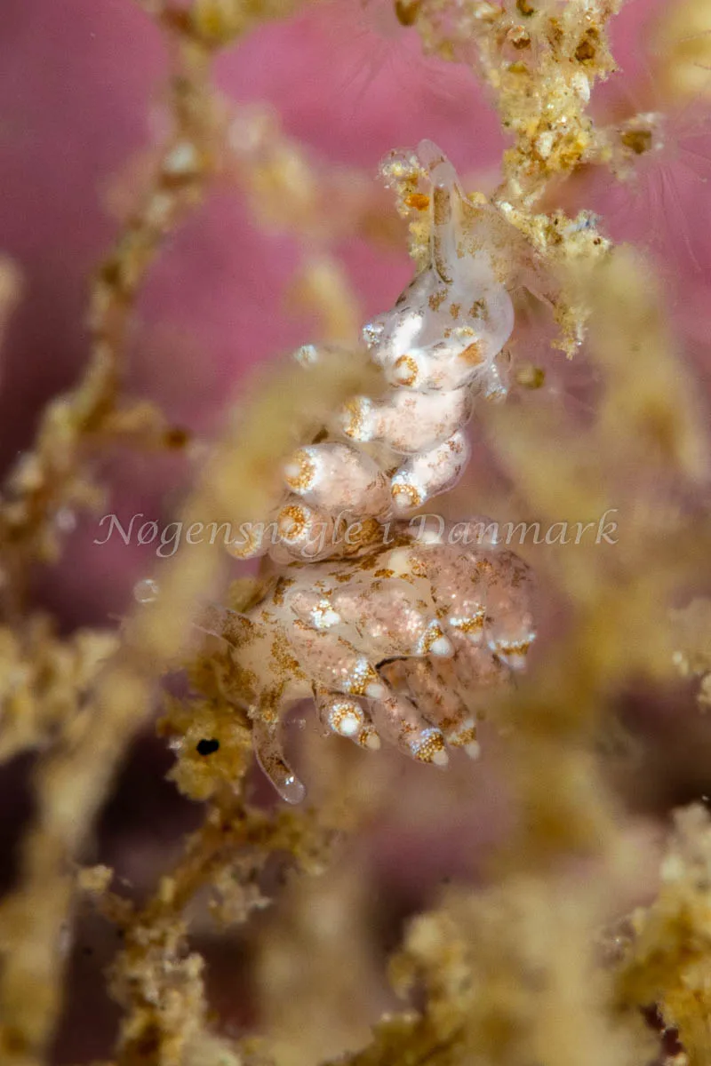 Amphorina viriola - Lyngsbo Strand - Foto: Tina Hindal