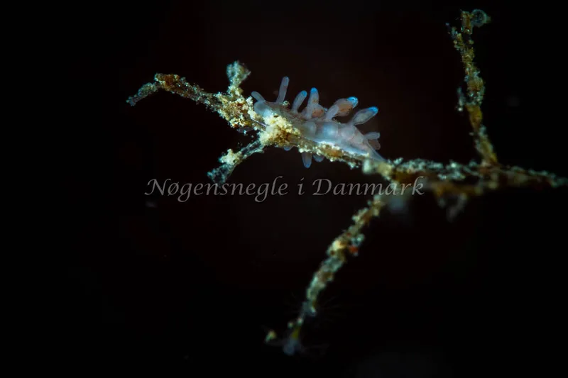 Eubranchus rupium - Lyngsbo Strand - Foto: Tina Hindal