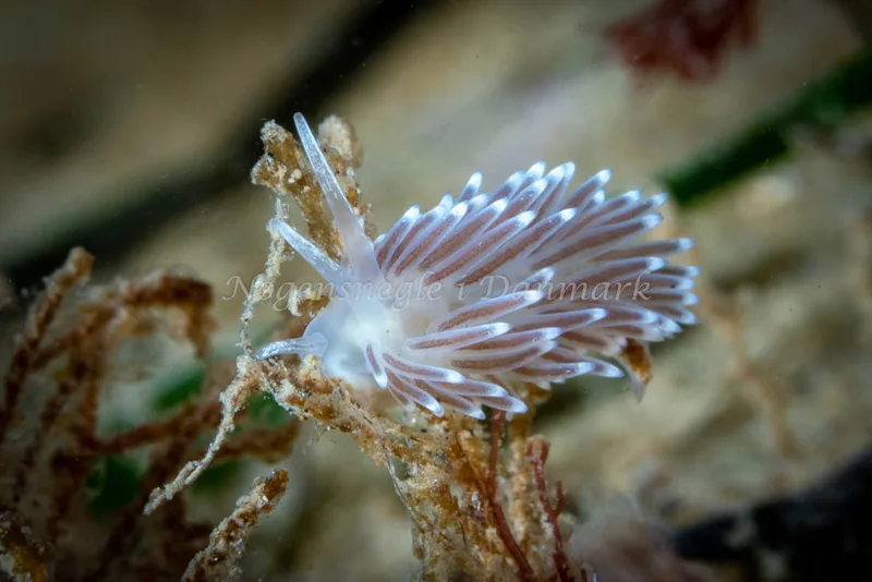 Cuthonella concinna - Lyngsbo Strand - Foto: Tina Hindal