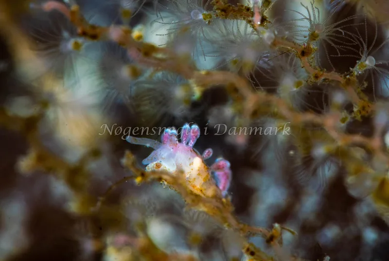 Eubranchus rupium - Lyngsbo Strand - Foto: Tina Hindal