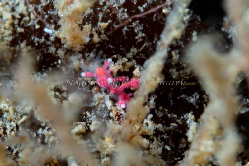 Eubranchus rupium - Lyngsbo Strand - Foto: Tina Hindal