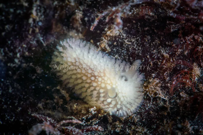 Onchidoris muricata - Ammoniakhavnen - Foto: Tina Hindal
