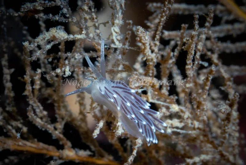 Cuthonella concinna - Ammoniakhavnen - Foto: Tina Hindal