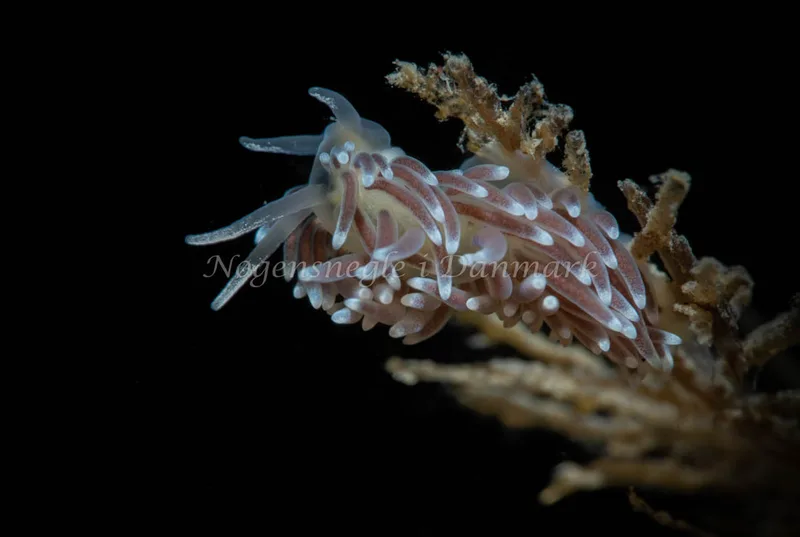 Cuthonella concinna - Ammoniakhavnen - Foto: Tina Hindal