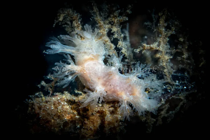 Dendronotus frondosus - Sydmolen, Skagen - Foto: Tina Hindal