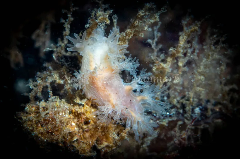 Dendronotus frondosus - Sydmolen, Skagen - Foto: Tina Hindal
