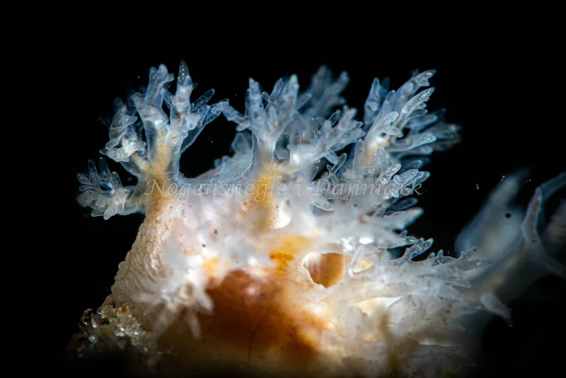 Dendronotus frondosus - Sydmolen, Skagen - Foto: Tina Hindal