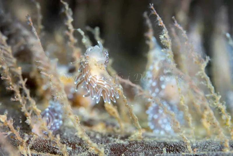 Cuthonella concinna - Ammoniakhavnen - Foto: Tina Hindal