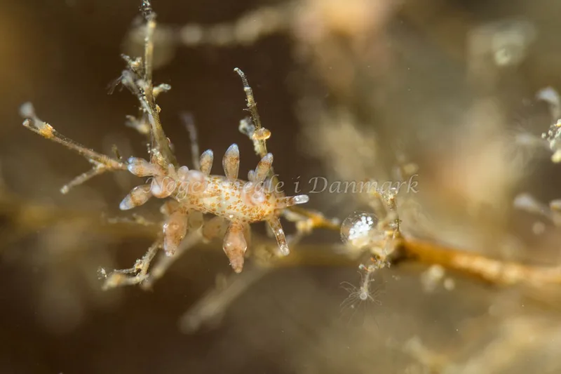 Eubranchus exiguus - Tjærepletten - Foto: Poul Erik Rasmussen