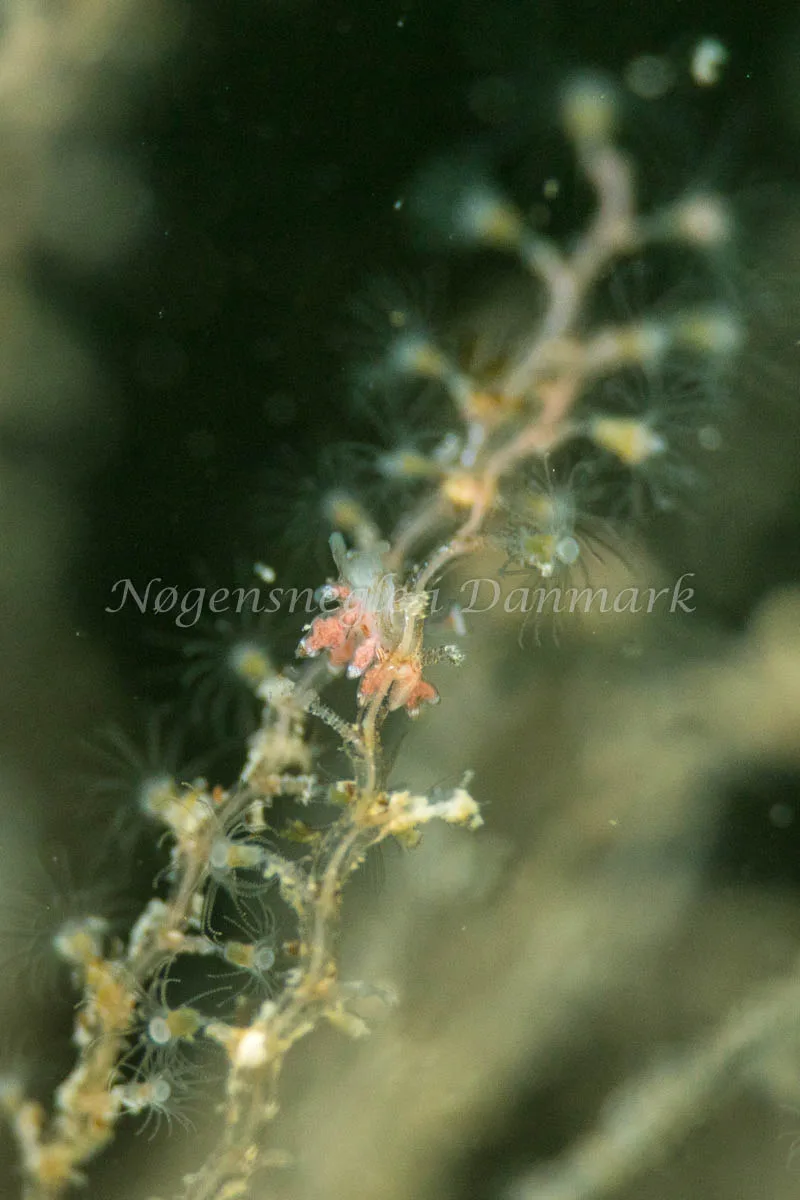 Eubranchus exiguus - Tjærepletten - Foto: Poul Erik Rasmussen