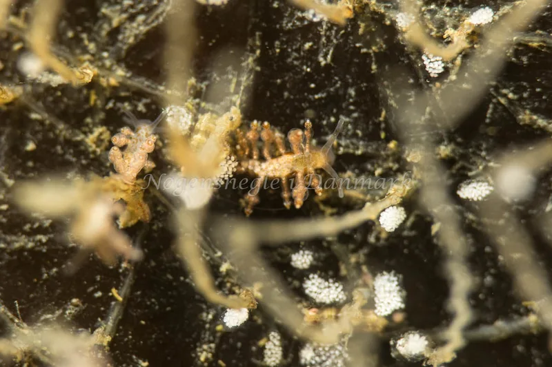 Eubranchus exiguus - Tjærepletten - Foto: Poul Erik Rasmussen