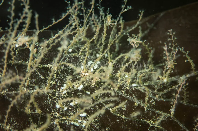 Eubranchus exiguus - Tjærepletten - Foto: Poul Erik Rasmussen