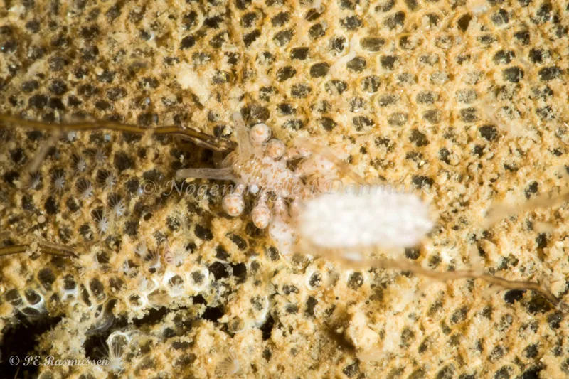 Eubranchus exiguus - Marsvinet - Foto: Poul Erik Rasmussen