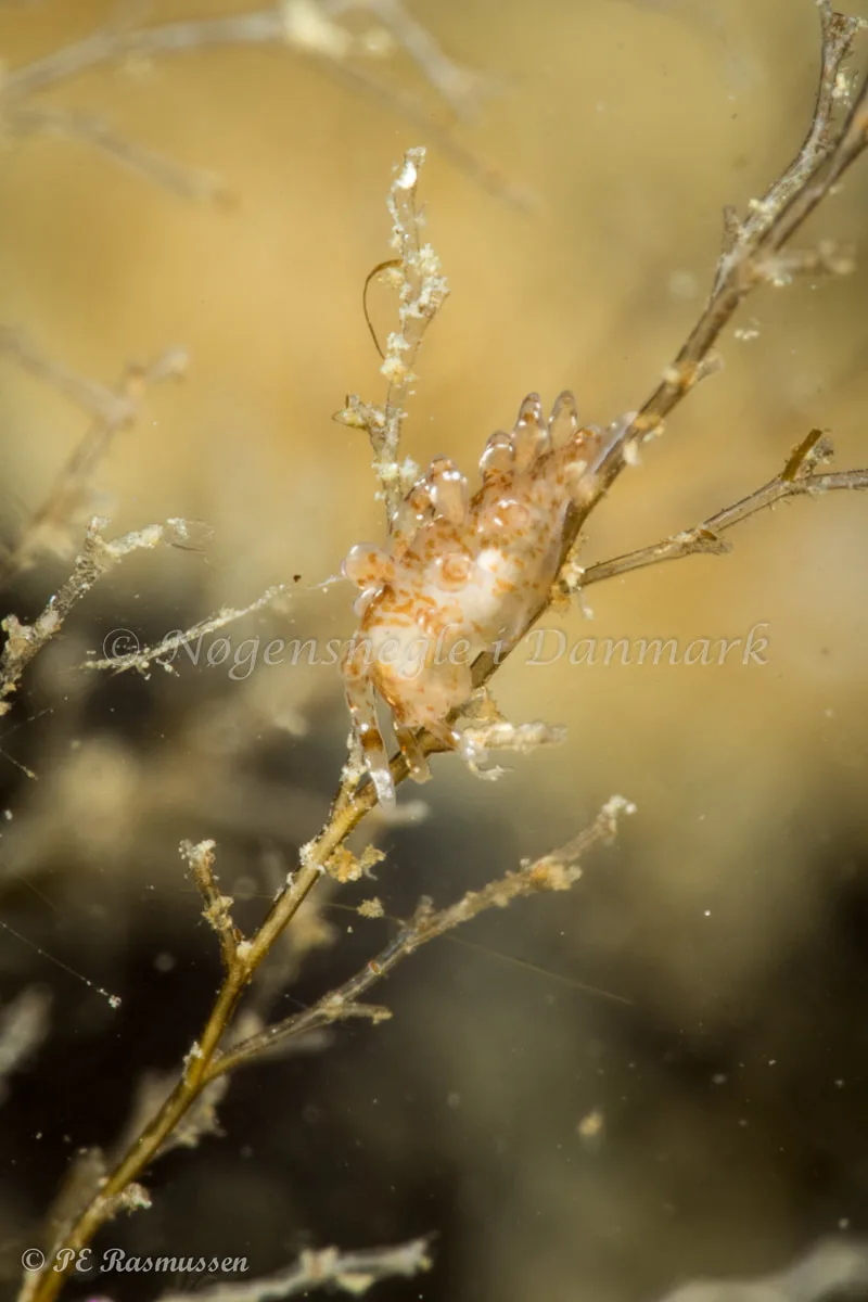 Eubranchus exiguus - Marsvinet - Foto: Poul Erik Rasmussen