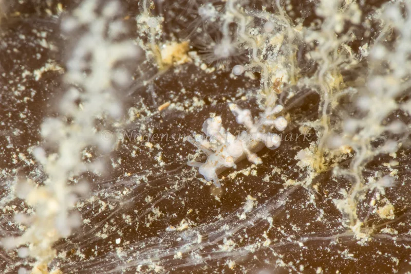 Eubranchus exiguus - Marsvinet - Foto: Poul Erik Rasmussen