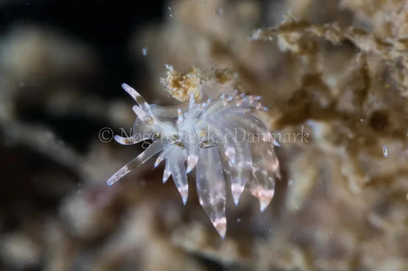 Eubranchus sp. - Verdens Ende, Sønderborg - Foto: Poul Erik Rasmussen