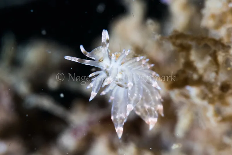 Eubranchus sp. - Verdens Ende, Sønderborg - Foto: Poul Erik Rasmussen