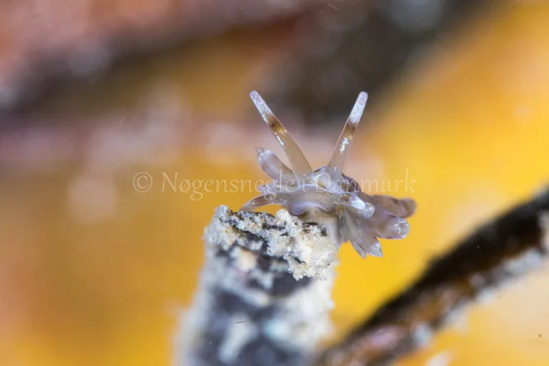 Eubranchus sp. - Verdens Ende, Sønderborg - Foto: Poul Erik Rasmussen